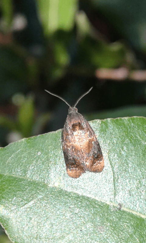 Ditula angustiorana (Tortricidae)? S